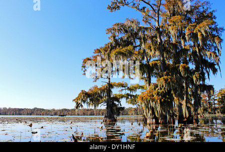 Breaux Bridge palude o zone umide, Lafayette, Louisiana, Stati Uniti d'America Foto Stock