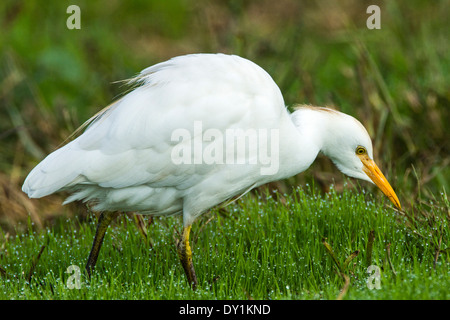 Airone guardabuoi (Bubulcus ibis) sull'erba con gocce di rugiada di mattina presto, Israele Foto Stock