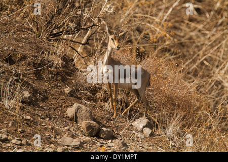 Montagna (Gazelle gazzella gazzella). Fotografato nella Bassa Galilea, Israele. Foto Stock