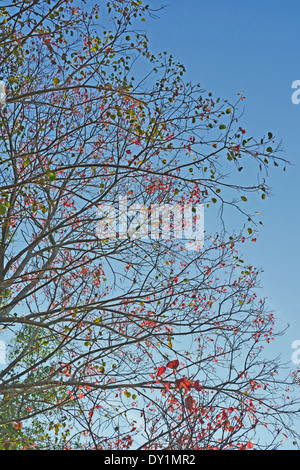 Ficus religiosa o sacra fig Foto Stock
