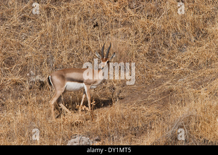 Montagna (Gazelle gazzella gazzella). Fotografato nella Bassa Galilea, Israele. Foto Stock