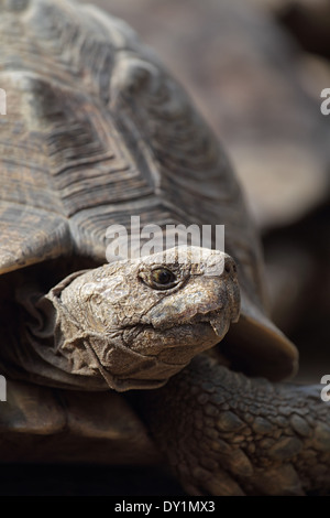 Ritratto di una tartaruga di Leopard (Stigmochelys pardalis) in Sud Africa. Foto Stock