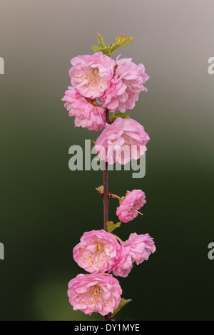 Rosa fiori di mandorlo in primavera. Foto Stock