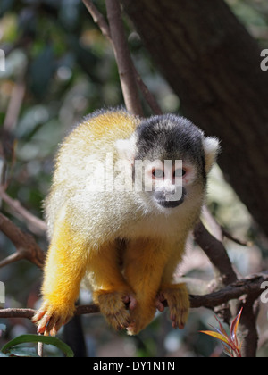 Nero-capped Scimmia di scoiattolo (Saimiri boliviensis) seduto su un ramo. Foto Stock