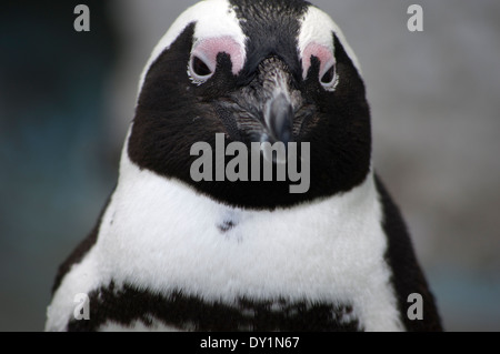 Africa / dei pinguini Jackass Penguin, lo Zoo di Ueno, Tokyo, Giappone Foto Stock