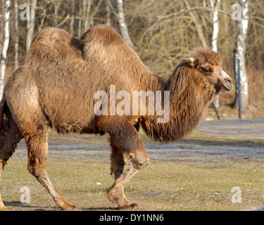 Bactrian camel (Camelus bactrianus) è un grande anche-toed ungulato nativa per le steppe dell'Asia centrale. Foto Stock