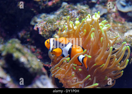 Orange clownfish (Amphiprion percula) è ampiamente conosciuta come un famoso acquario di pesci. Foto Stock