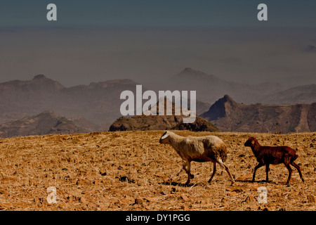 African mountain vista Misty Blue sky ovini Foto Stock