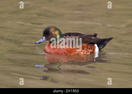 Chestnut teal anas castanea Foto Stock