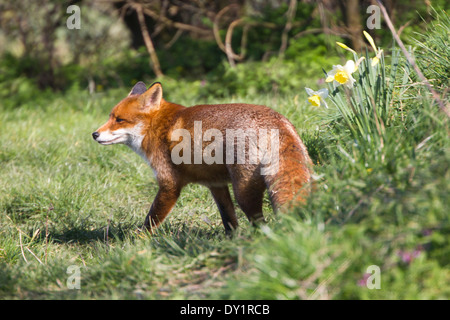 Unione Red Fox nel Regno Unito. Marzo Foto Stock