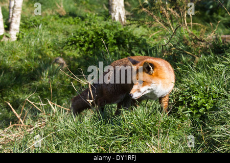 Unione Red Fox nel Regno Unito. Marzo Foto Stock