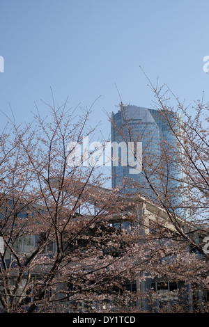 Mori Tower visto attraverso la fioritura dei ciliegi (Sakura) in Roppongi Hills, a Tokyo in Giappone. Foto Stock