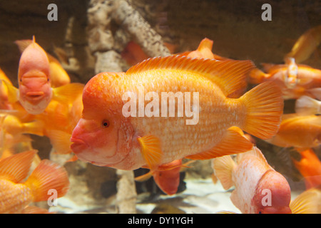 Diavolo Rosso o Midas cichlid pesce, Amphilophus citrinellus nativo a america centrale Foto Stock