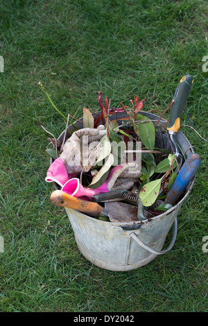 Cancellazione di piante morte ed erbacce da giardino in un secchio di metallo Foto Stock