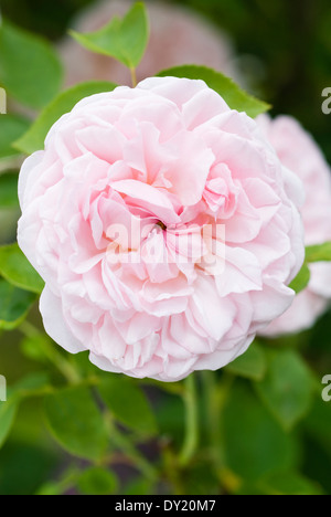 Rosa Eglantyne, Ausmak, Rosa. Arbusto, Giugno, estate. Rosa pallido rosa. Foto Stock