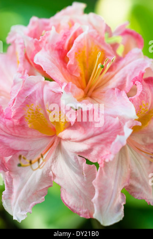 Rhododendron "Ghiaccio delle fragole Knap Hill', Azalea, Rhodo. Arbusto, Giugno. Rosa e fiore di arancia. Foto Stock