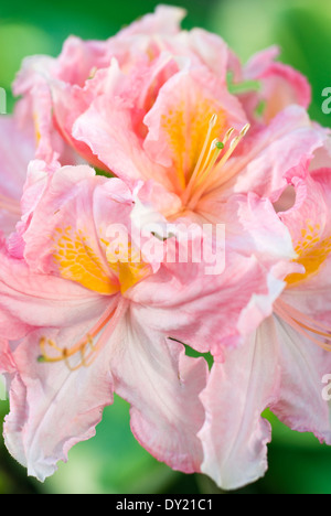 Rhododendron "Ghiaccio delle fragole Knap Hill', Azalea, Rhodo. Arbusto, Giugno. Rosa e fiore di arancia. Foto Stock