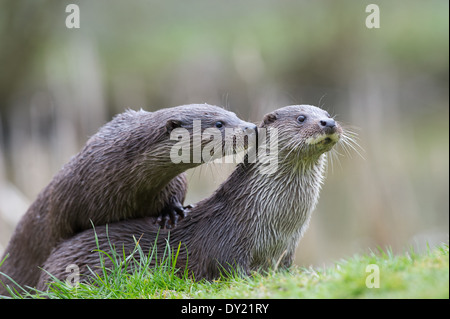 La lontra europea (Lutra lutra) Foto Stock