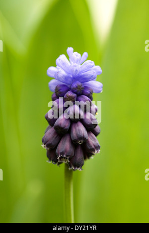 Muscari latifolium. Giacinto di uva in giardino. Foto Stock