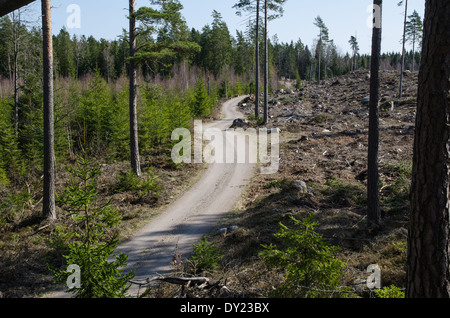 Foresta di avvolgimento su strada sterrata nella provincia svedese smaland Foto Stock