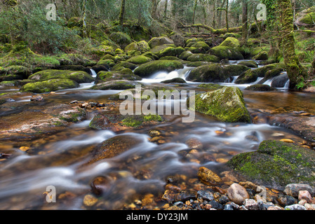 Becky Falls Woodland Park e il sentiero natura, ( Becka scende), Manaton, Newton Abbott, Parco Nazionale di Dartmoor, Devon, Inghilterra, Regno Unito Foto Stock