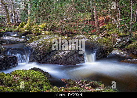 Becky Falls Woodland Park e il sentiero natura, ( Becka scende), Manaton, Newton Abbott, Parco Nazionale di Dartmoor, Devon, Inghilterra, Regno Unito Foto Stock