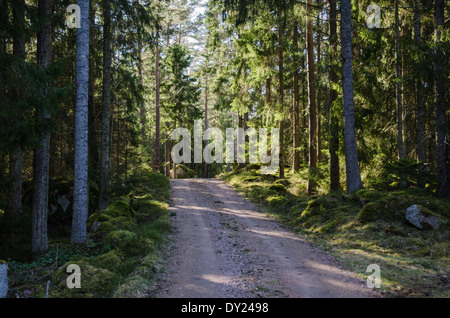 Strada sterrata attraverso un lucido la foresta di conifere in Svezia Foto Stock