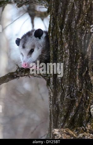 Wild Virginia opossum, Didelphis virginiana in una struttura ad albero. Foto Stock