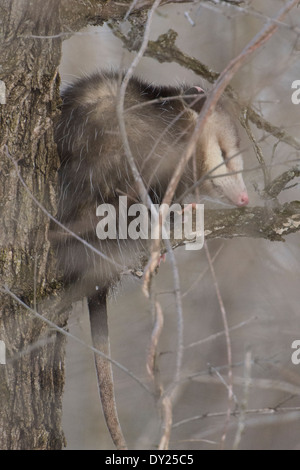 Wild Virginia opossum, Didelphis virginiana in una struttura ad albero. Foto Stock