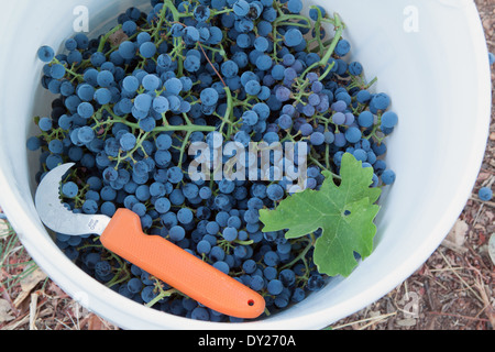 Secchio bianco di uve Pinot Nero appena raccolte con foglia e gancio per potatura con manico arancione Foto Stock