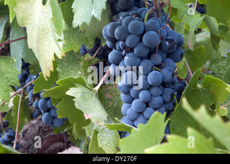 Grappolo di uve Pinot Nero pronte per essere raccolte Foto Stock