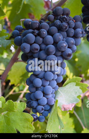 Primo piano di un gruppo di uve Pinot Nero mature sulla vite pronta per essere raccolta Foto Stock