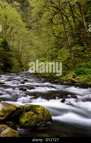 Tanner Creek in Columbia River Gorge. Foto Stock