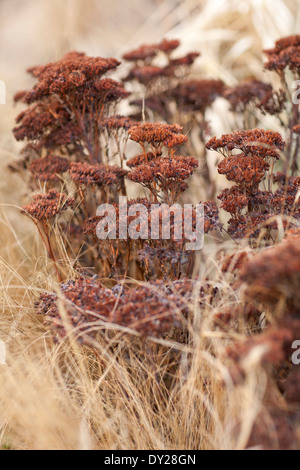Sedum spectabile "Neon" teste di seme, pietra raccolto con Stipa tenuissima, Sprear erba. Associazione di erba e seedheads. Foto Stock
