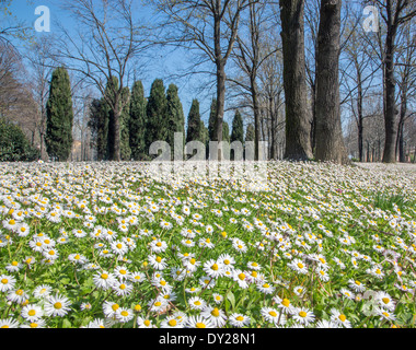 Daisy flowers in the park on Bologna Foto Stock