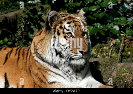 Appoggio siberiano maschio o tigre di Amur (Panthera tigris altaica) in close-up, godendo il sole Foto Stock