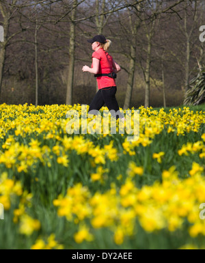 Regno Unito, Londra : Una donna fa avanzare passato narcisi in una giornata di sole in Regents Park nel centro di Londra. Foto Stock