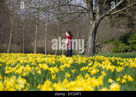 Regno Unito, Londra : Una donna fa avanzare passato narcisi in una giornata di sole in Regents Park nel centro di Londra. Foto Stock