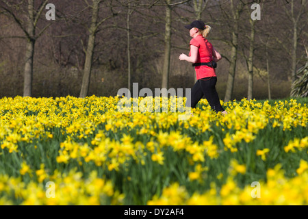 Regno Unito, Londra : Una donna fa avanzare passato narcisi in una giornata di sole in Regents Park nel centro di Londra. Foto Stock