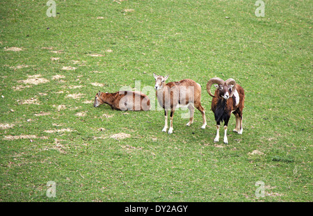 Tre giovani capricorns su un prato verde in primavera Foto Stock