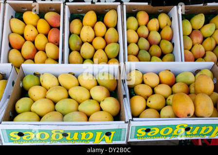 Un display di manghi maturi per la vendita in scatole, Sydney, Australia Foto Stock