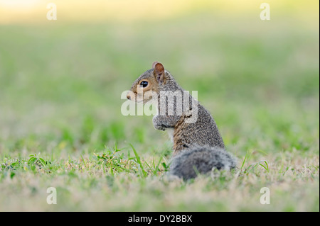 Grigio orientale o scoiattolo grigio orientale scoiattolo (Sciurus carolinensis), Florida, Stati Uniti d'America