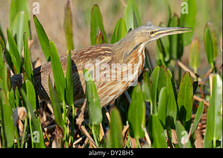 American Tarabuso (Botaurus lentiginosus), Florida, Stati Uniti d'America Foto Stock