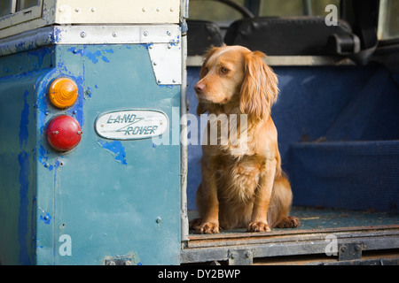 Un golden cocker spaniel cane da lavoro seduti nella parte posteriore di un vecchio Land Rover Veicolo Foto Stock