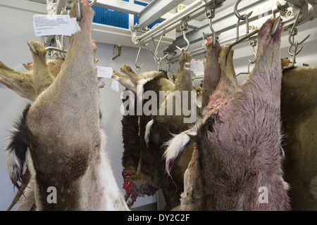 Daini carcasse in una dispensa dopo essere stati abbattuti e preparati per un gioco rivenditore raccogliere Foto Stock