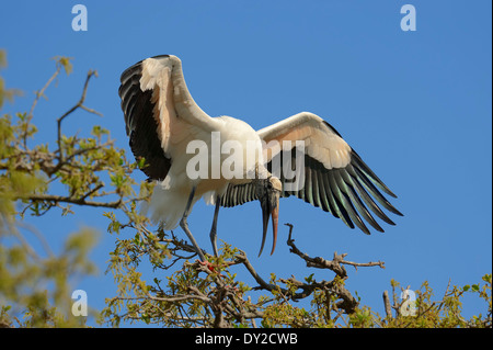 Cicogna in legno (Mycteria americana), Florida, Stati Uniti d'America Foto Stock