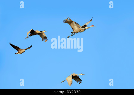 Florida Sandhill gru (Grus canadensis pratensis) e Canada Goose (Branta canadensis), Everglades National Park, Florida, Stati Uniti d'America Foto Stock