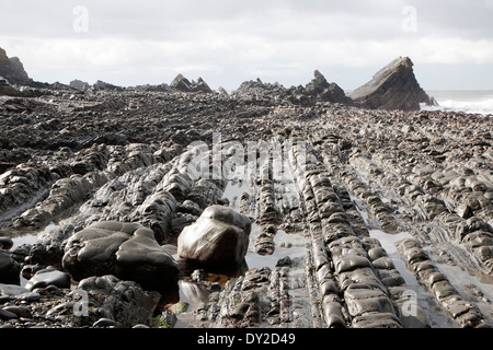 Onda rocciosa della piattaforma di taglio per erosione landforms con creste formate da erose a falde inclinate a Hartland Quay, North Devon, Inghilterra Foto Stock