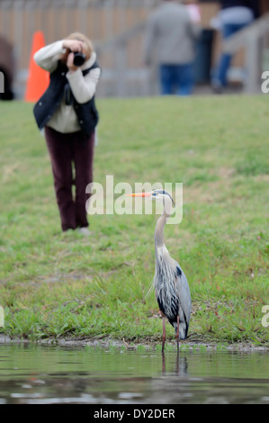 Turistiche e airone blu (Ardea erodiade), Myakka River State Park, Florida, Stati Uniti d'America Foto Stock