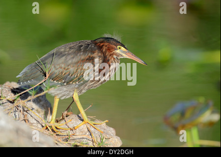 Airone verde (Butorides striatus virescens, Butorides virescens), i capretti Everglades National Park, Florida, Stati Uniti d'America Foto Stock